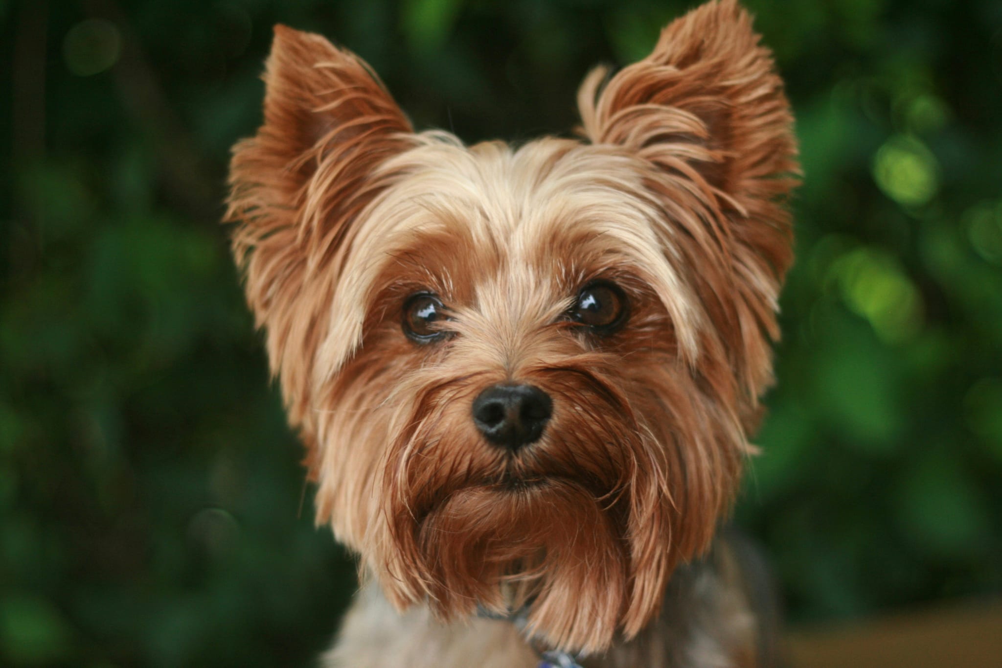 Blackwoods Yorkies breeder profile image