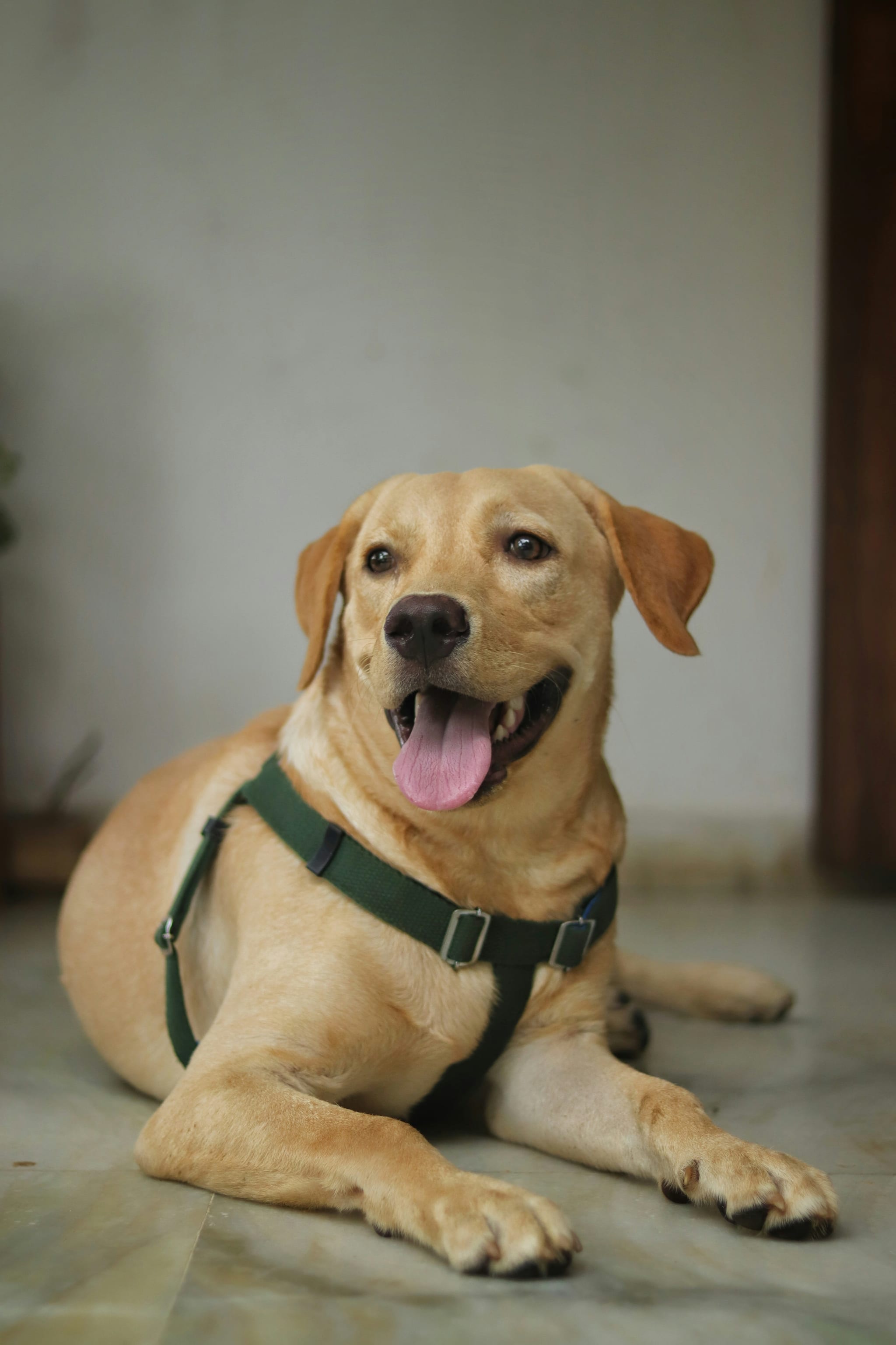 Labrador Retriever