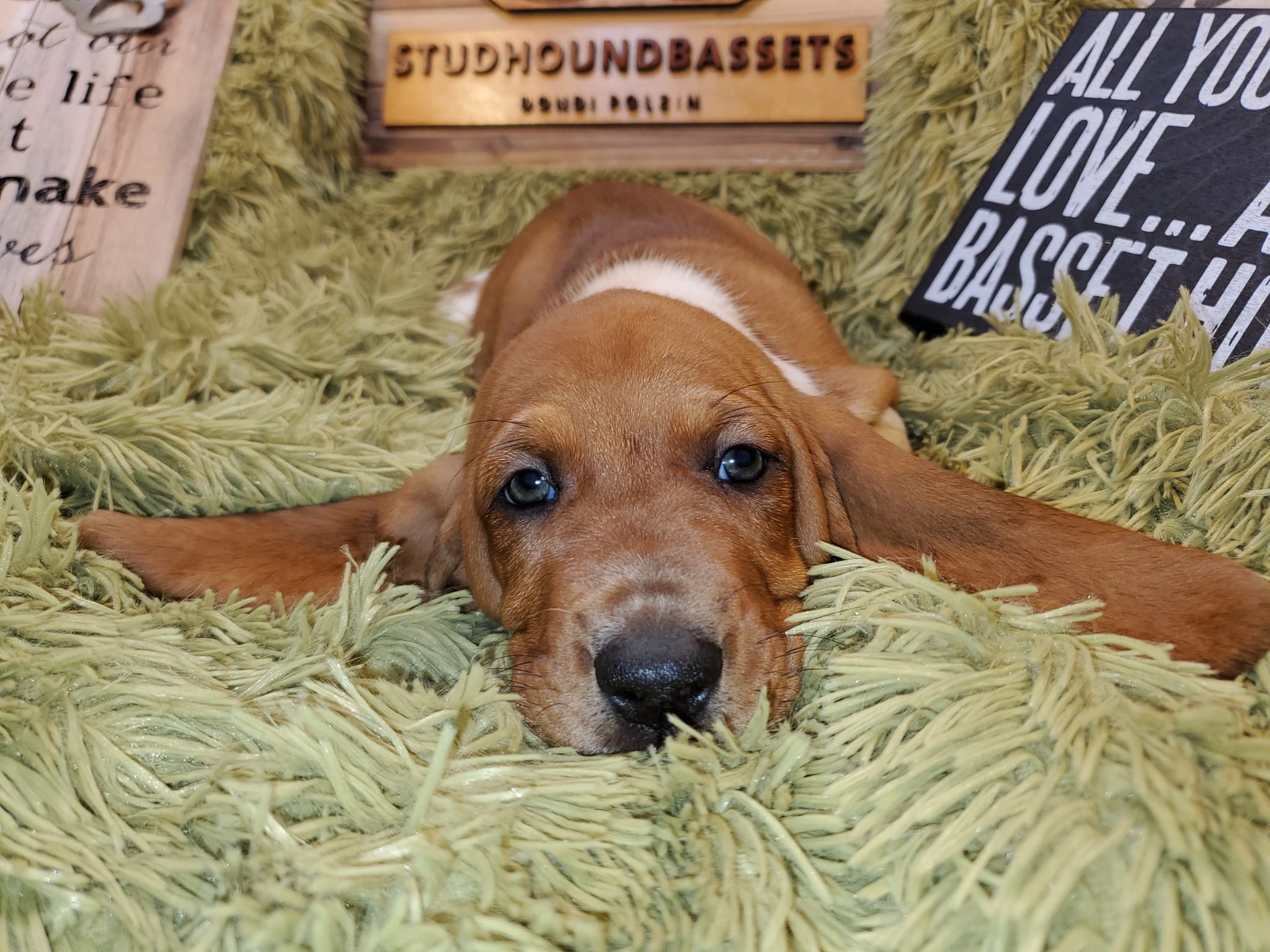 Stud Hound Bassets