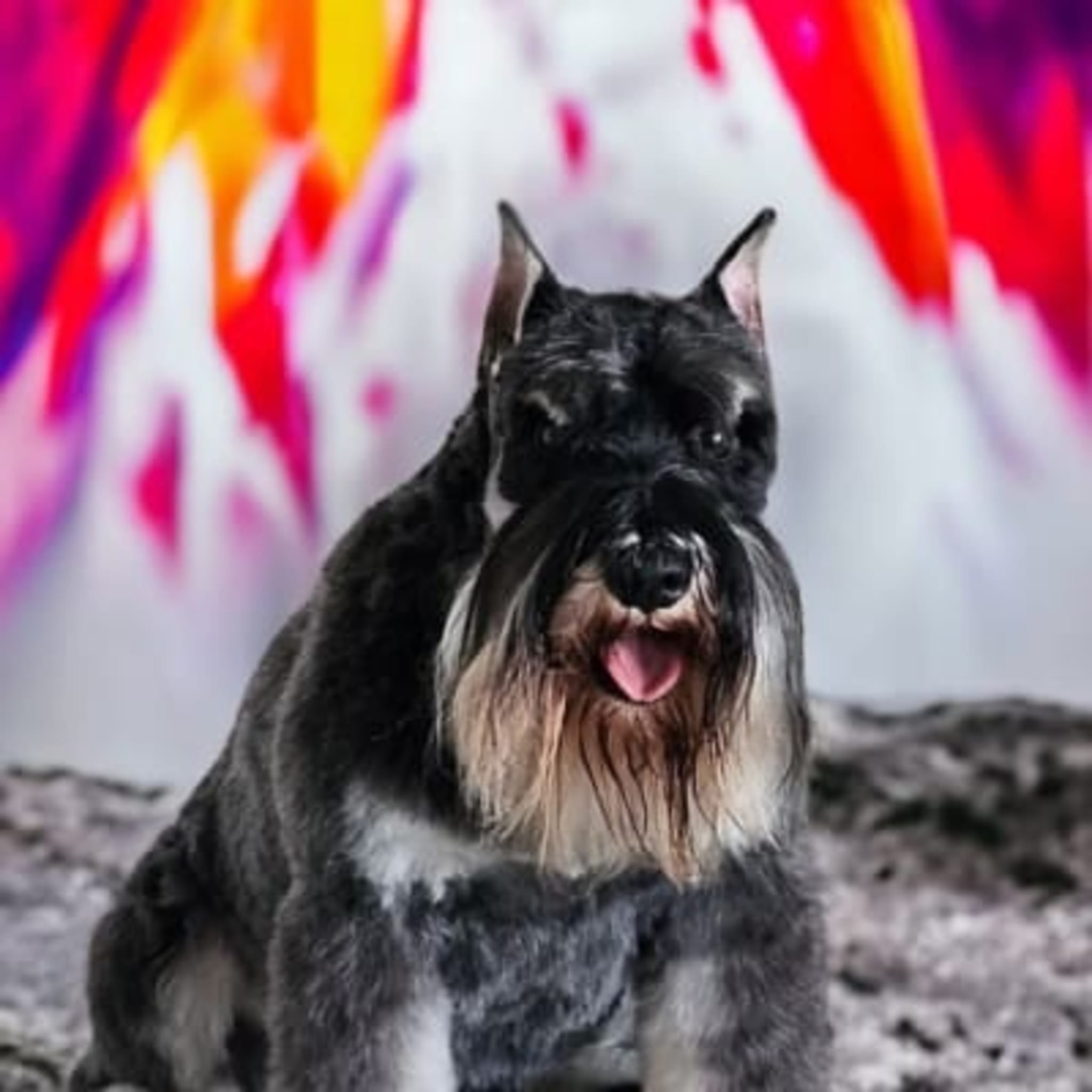 A'Lord Miniature Schnauzer
