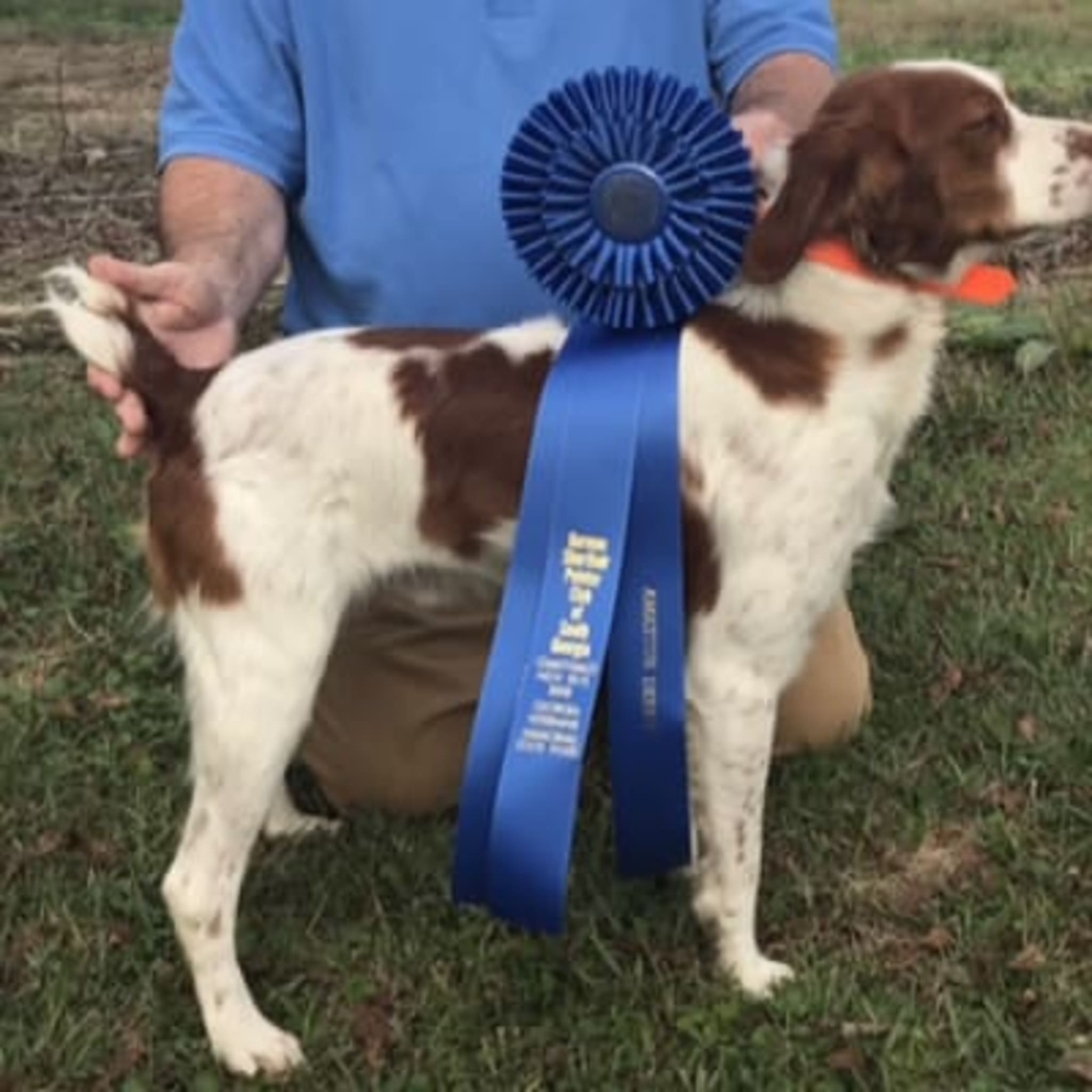 Hilltop Brittany Kennel