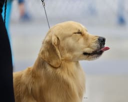 Scout's First Sour Then Sweet photo 3