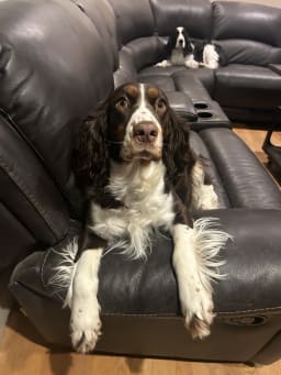 Sadie photo 2