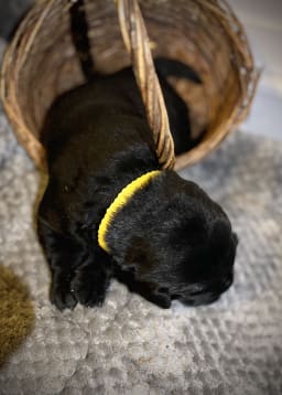 Mulberry (Yellow Collar) photo 2