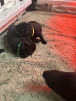 Mulberry (Yellow Collar) photo 3