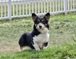 Cheyanne photo 3