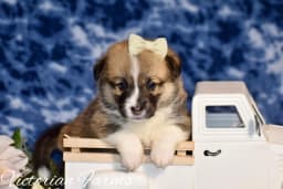 Daisy photo 2