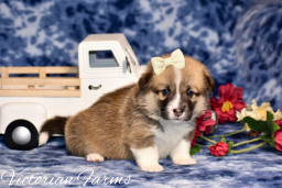 Daisy photo 3