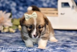 Daisy photo 4