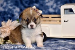 Rose photo 3
