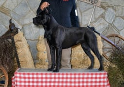 CH Athena Di Dal Deserto photo 2