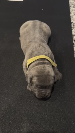 Yellow photo 3