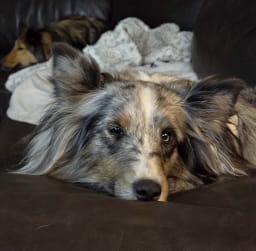 Mishka photo 2
