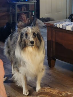 Mishka photo 3