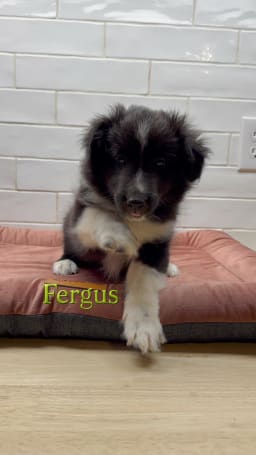 Fergus photo 2