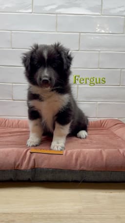 Fergus photo 3