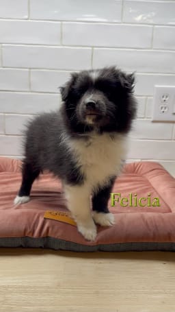 Felicia photo 3