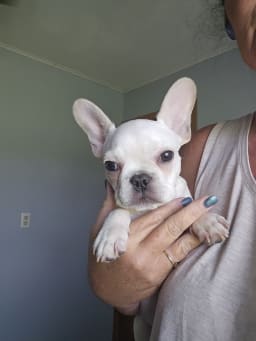 Georgie photo 2