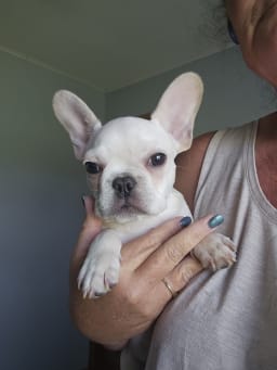 Georgie photo 3