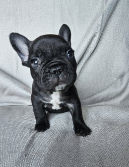 Mr. Green photo 2