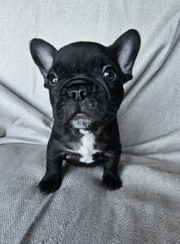 Mr. Green photo 4
