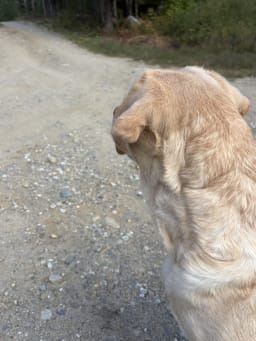 Willow photo 2