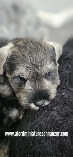 Boy1 photo 2