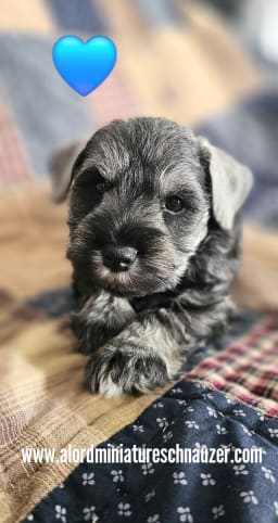Boy1 photo 3