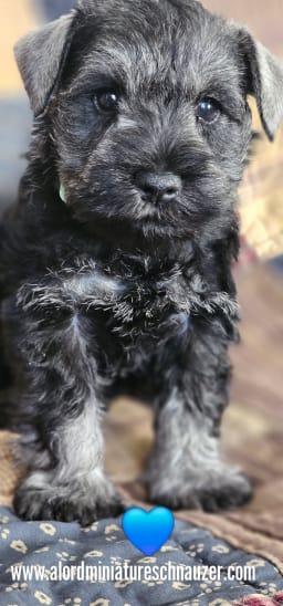 Boy2 photo 2