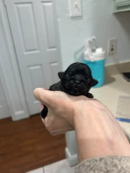 Onyx photo 2