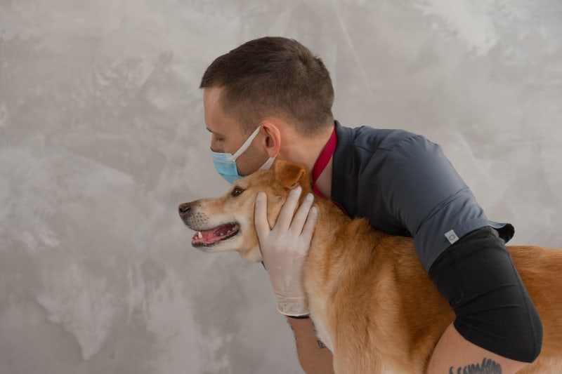 Pet Care Powerhouse: Bond Vet and Small Door Veterinary Forge a New Era in Animal Health
