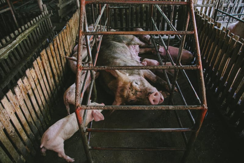 Uncooked Pork Prompts Public Health Emergency: Trichinosis Outbreak Grips General Madariaga