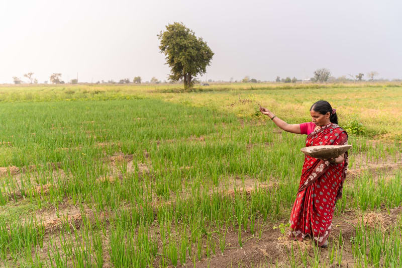 Trump Unleashes Emergency Powers: Fertilizer Tariffs Halted to Avert Looming Food Crisis
