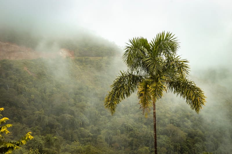 Mosquito-Borne Threats Emerge: France Grapples with Local Dengue, Chikungunya, and West Nile Outbreaks