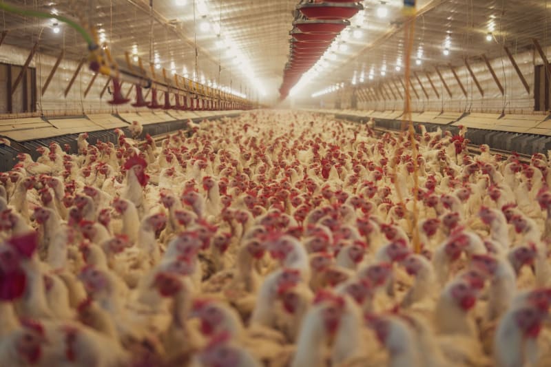 Escalating Avian Flu Threat: China Confirms Three New H9N2 Cases Amid Global Health Concerns