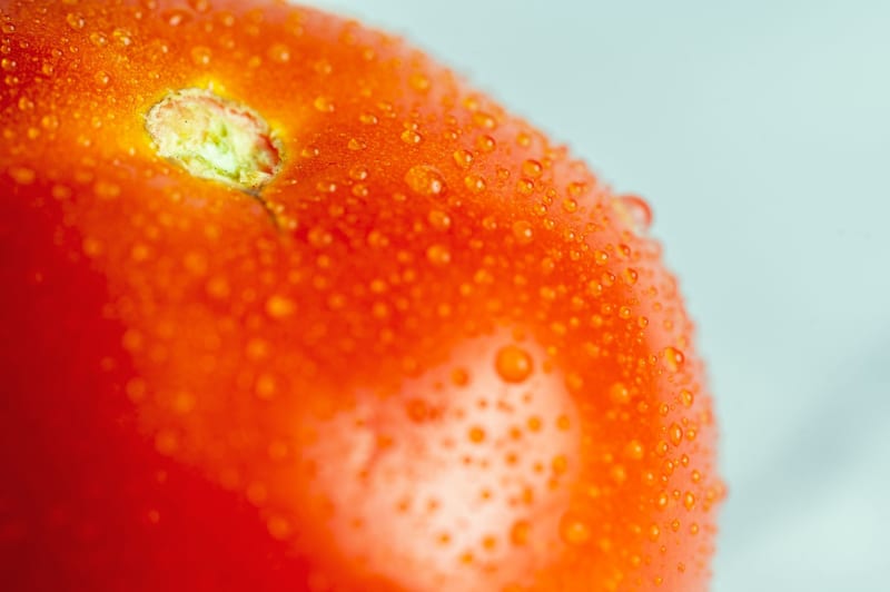Cyanide-Laced Tomatoes Suspected in Tragic Elephant Deaths, Sparking Urgent Conservation Crisis in Kenya