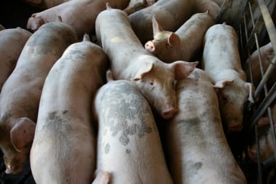 Box Office Battles: 'Animal Farm' Flops Amidst Critiques, 'Michael' Biopic Soars