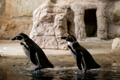 Penguin Solutions Stock Surges on HPC Deployment and Insider Activity