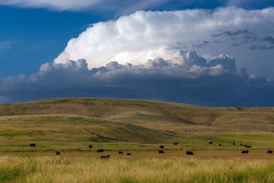 Napa Valley's Iconic 'Wild Horse Ranch' Hits Market for $35 Million Amidst Conservation Debate