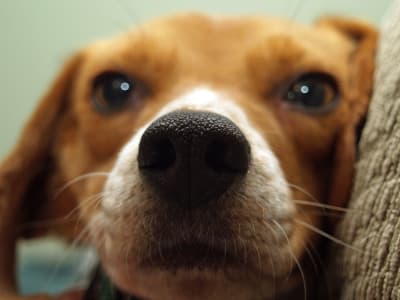 Beagle Research Trials: Ethical Minefield and Public Trust Under Scrutiny
