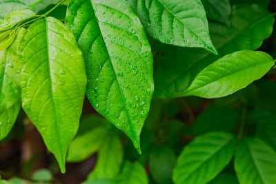 American Shaman Halts Missouri Kratom Sales Amidst AG's Scrutiny