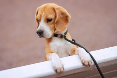 Beagle Research Trials: Ethical Minefield and Public Trust Under Scrutiny