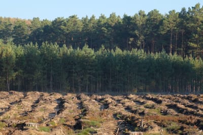 Mining triggers extensive additional deforestation in sub-Saharan Africa