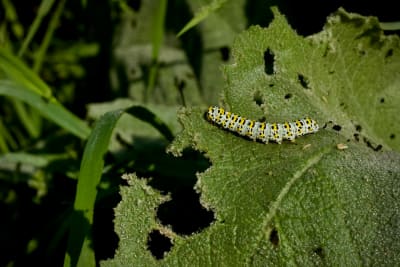 Caterpillars Alerted by Thundering Steps of Ladybeetles