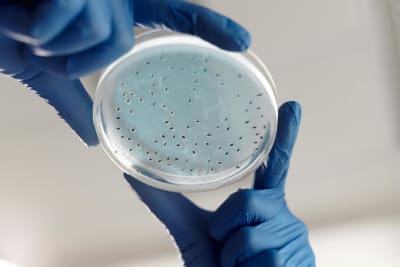 A natural depsipeptide antibiotic binds the E-site of the bacterial ribosome