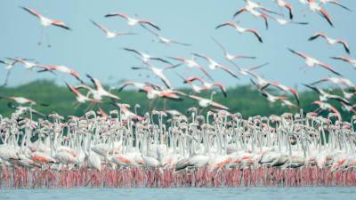 Albania’s growing ‘flamingo revolution’ targets Jared Kushner resort
