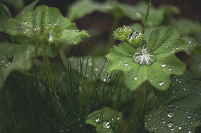 Plants boost carbon uptake through water efficiency, not heat adaptation, global analysis reveals