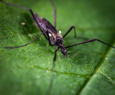 West Nile Threat Escalates: Fort Bend County Mobilizes Against Record Mosquito Infestation Amid Public Health Emergency
