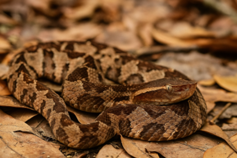 Rare Malayan Pit Viper Spotted in Southern Malaysia Sparks Safety Warnings
