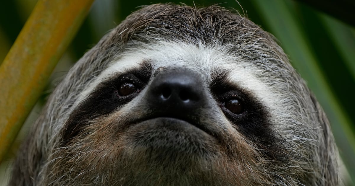 Unforeseen Tragedies Strike Florida Import Hub, Claiming Dozens of Sloths Amidst Harsh Conditions